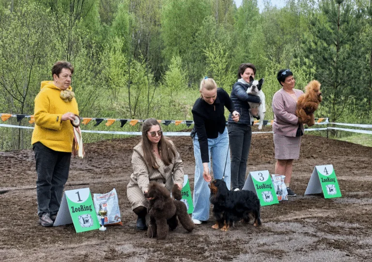 Бело-пятнистый французский бульдог CINQ ÉTOILES D'OR BARBARIS на расстановке призёров Бест группы выставки «День Победы» в Клину