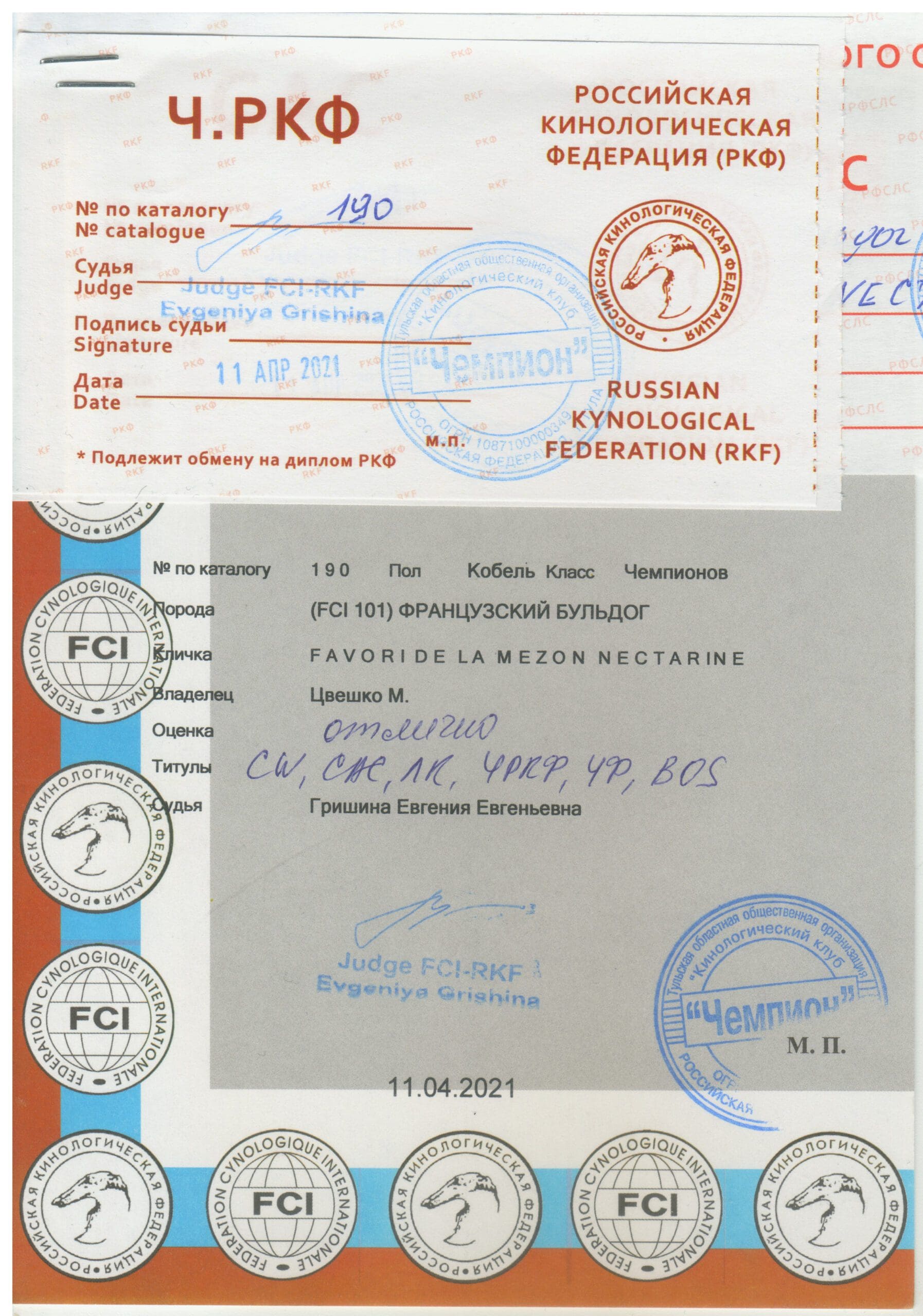 Чемпион ркф у собак. Диплом чемпион ркф. Сертификат чркф. Диплом юный чемпион нкп. Диплом чемпион россии ркф.