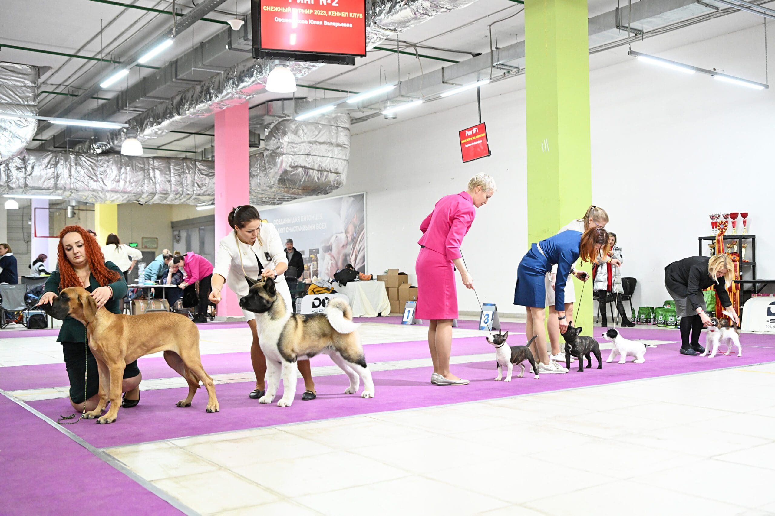 На выставке собак. Выставка собак всех пород. Уровни выставок собак. Питомник в Москве.