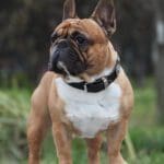VELE WATSON IZ DOMA EDISONYA