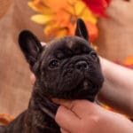 Тигровая девочка французского бульдога на руках смотрит вверх, стоячие уши-лепестки, питомник в Москве