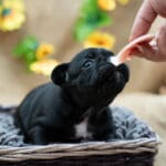 Тигровый щенок французского бульдога в корзине тянется вверх к лакомству в руке, широкая грудь