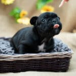 Тигровая девочка французского бульдога лежит в корзине и облизывается, ровная спина; питомник в Москве
