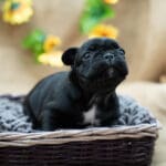 Тигровая девочка французского бульдога в корзине на пледе смотрит вверх, компактный крепкий корпус