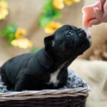 Тигровый щенок французского бульдога в профиль лизнул угощение с пальцев, плотная короткая шерсть