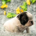 Бело-тигровый мальчик французского бульдога стоит боком на пледе: ровная линия спины, компактный корпус