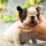 Бело-тигровый щенок французского бульдога в руках владелицы смотрит прямо в камеру, грудь широкая