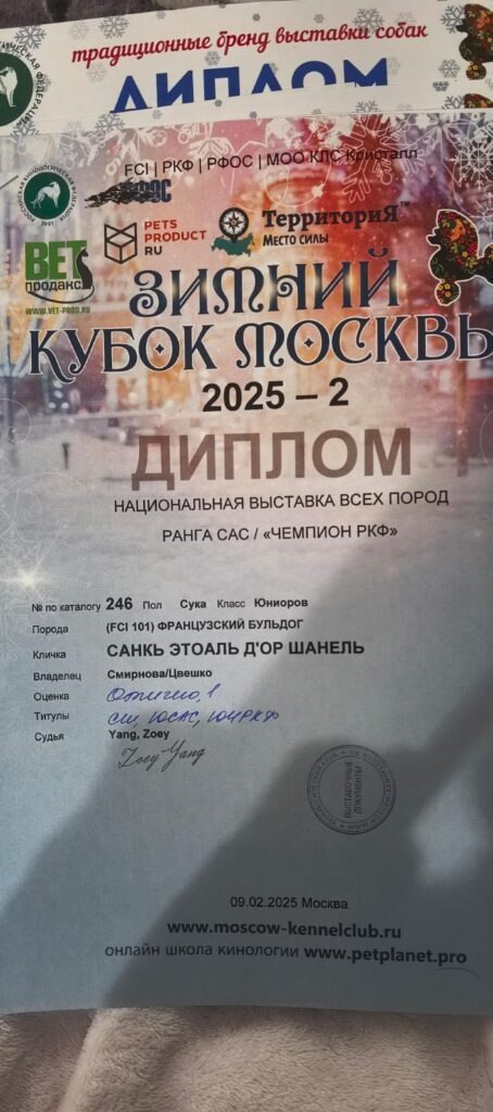 Диплом французского бульдога CINQ ÉTOILES D'OR SHANEL с выставки «Зимний кубок Москвы 2025 - 2»