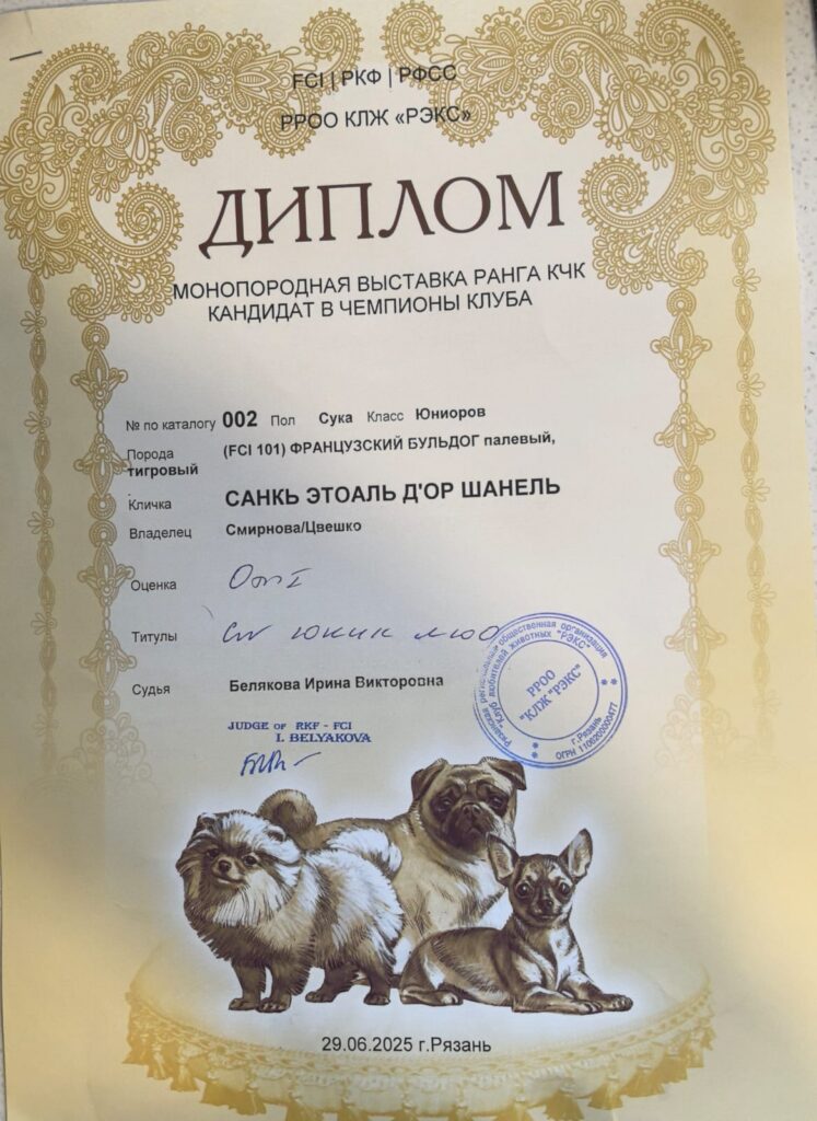 Диплом французского бульдога CINQ ÉTOILES D'OR SHANEL с монопородной выставки в Рязани
