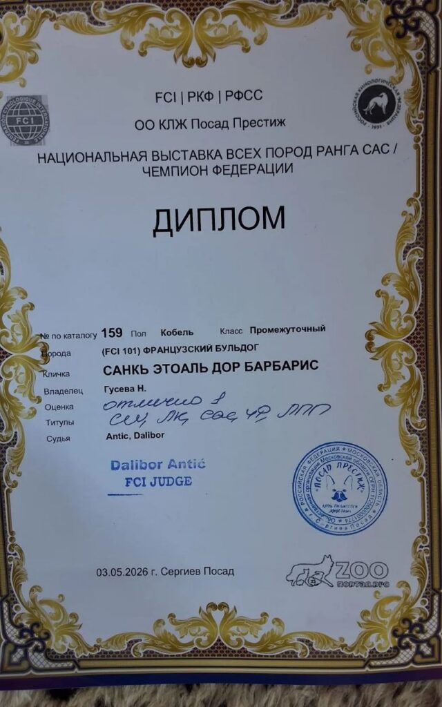 Диплом французского бульдога CINQ ÉTOILES D'OR BARBARIS с выставки «Посад Престиж-2026»