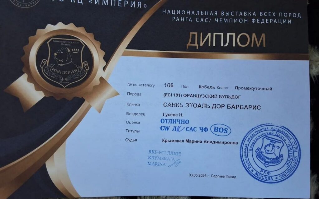 Диплом французского бульдога CINQ ÉTOILES D'OR BARBARIS с выставки «Весенний Посад»