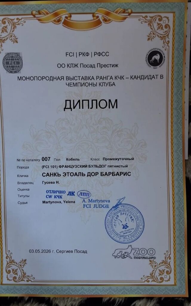 Диплом французского бульдога CINQ ÉTOILES D'OR BARBARIS с монопородной выставки «Весна в Посаде-2026»