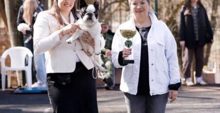 Французский бульдог CINQ ÉTOILES D'OR BARBARIS на награждении монопородной выставки «Весна в Посаде-2026»