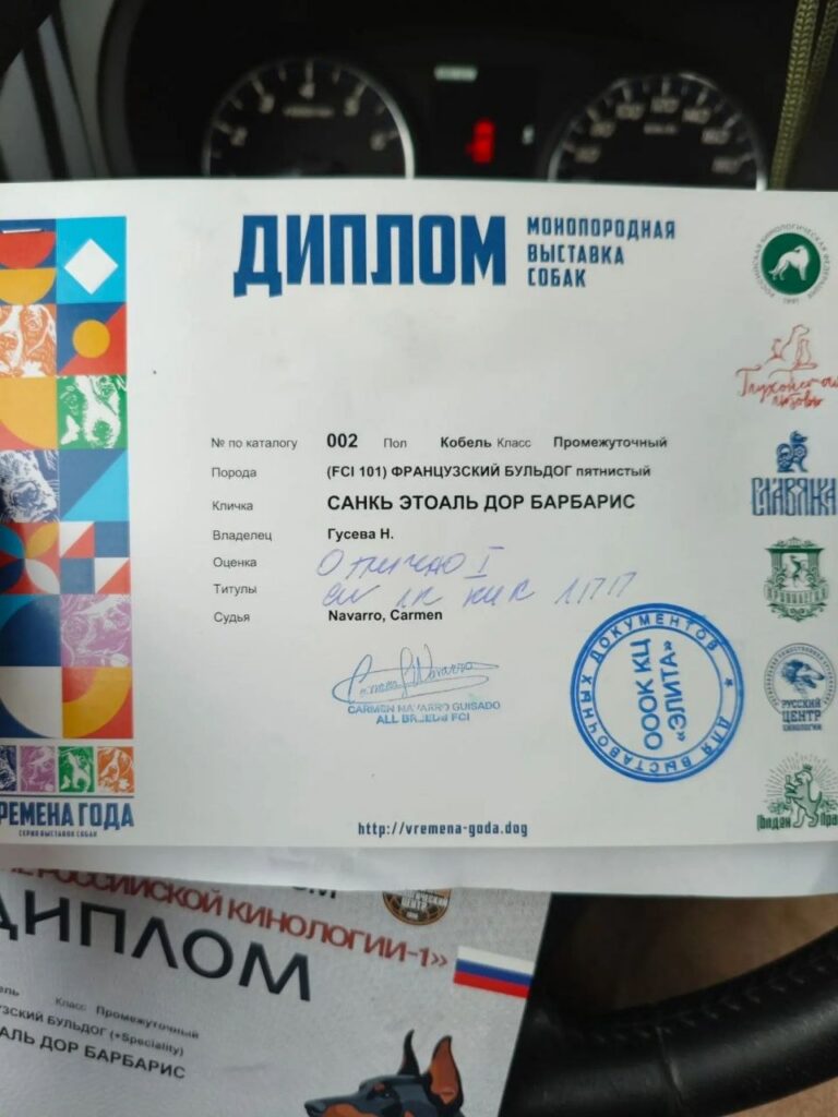 Диплом французского бульдога CINQ ÉTOILES D'OR BARBARIS с монопородной выставки ранга КЧК