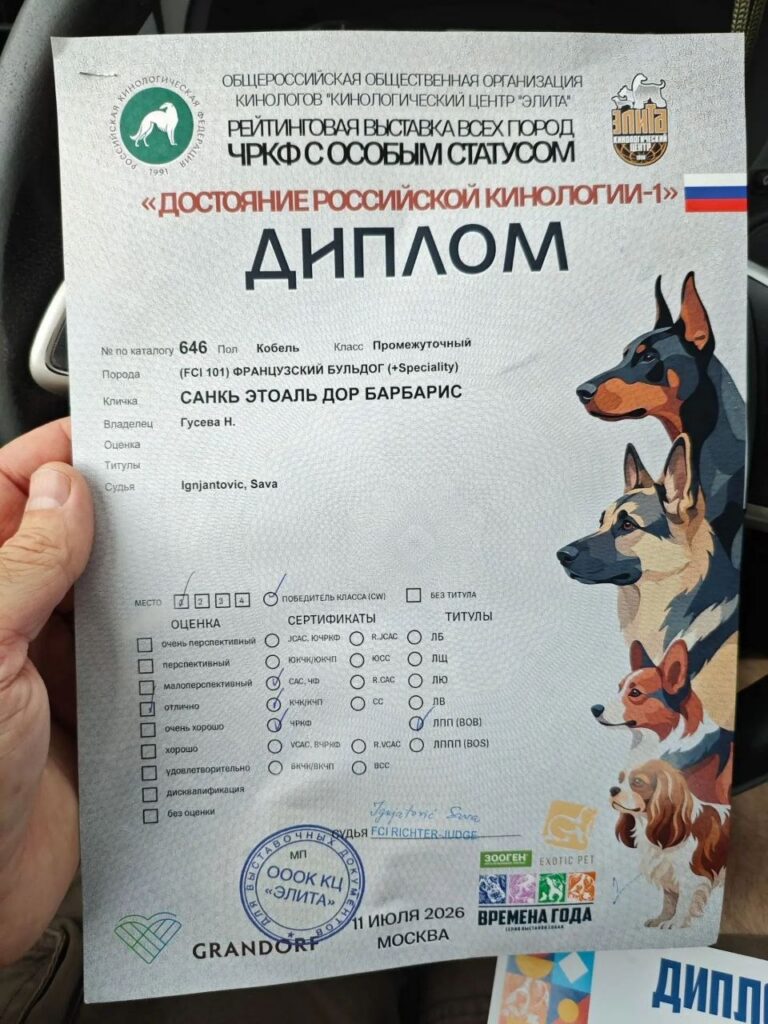 Диплом французского бульдога CINQ ÉTOILES D'OR BARBARIS с рейтинговой выставки «Достояние российской кинологии-1»