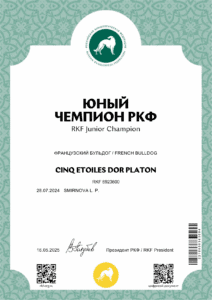 Сертификат «Юный чемпион РКФ» на имя CINQ ETOILES DOR PLATON