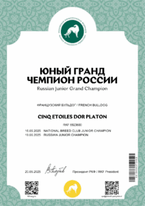 Сертификат «Юный гранд чемпион России» на имя CINQ ETOILES DOR PLATON