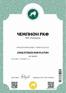 Сертификат «Чемпион РКФ» на имя CINQ ETOILES DOR PLATON