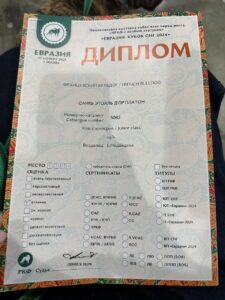 Выставочный материал Платона: 17.11.2024 — «Евразия. Кубок СНГ 2024»