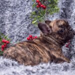 Тигровый щенок французского бульдога в два месяца лежит на сером ворсистом пледе и оборачивается к камере