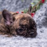 Тигровый щенок французского бульдога в два месяца отдыхает, положив морду на серый ворсистый плед