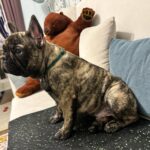 Четырёхмесячный тигровый щенок французского бульдога сидит боком на диване в зелёном ошейнике