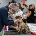 Платон сидит на столе, пока женщина осматривает его голову; хендлер держит оранжевую ринговку, на фоне стоят люди