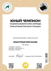 Диплом юного чемпиона национального клуба породы на имя CINQ ÉTOILES D'OR SHANEL