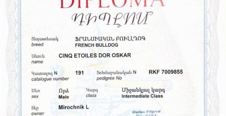 Диплом Оскара, международная выставка CASCADE, Ереван, 24 июня 2025