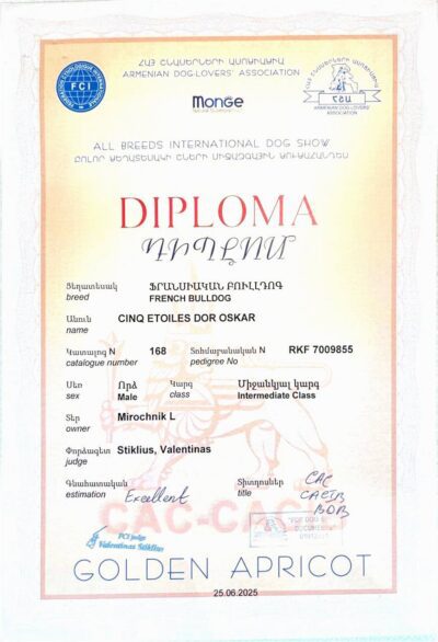Диплом Оскара, международная выставка GOLDEN APRICOT, Ереван, 25 июня 2025