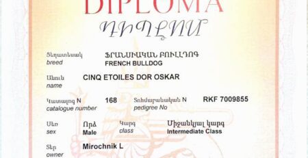 Диплом Оскара, международная выставка GOLDEN APRICOT, Ереван, 25 июня 2025