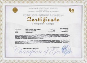 Сертификат чемпиона Грузии, CINQ ÉTOILES D'OR OSKAR
