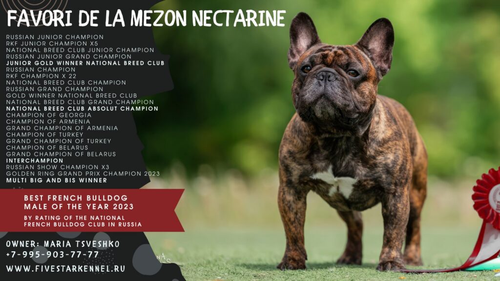 Разворот каталога выставки: FAVORI DE LA MEZON NECTARINE в стойке на траве с розеткой, слева перечень титулов и строка «Best French Bulldog Male of the Year 2023»
