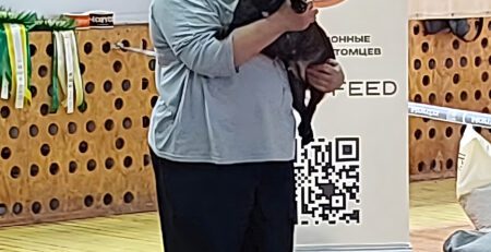 Иштар на руках у хендлера в ринге, позади стенд выставки