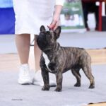 Оскар в стойке на ринговом ковре, вид сбоку