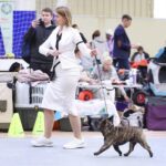 Оскар идёт по рингу рядом с хендлером