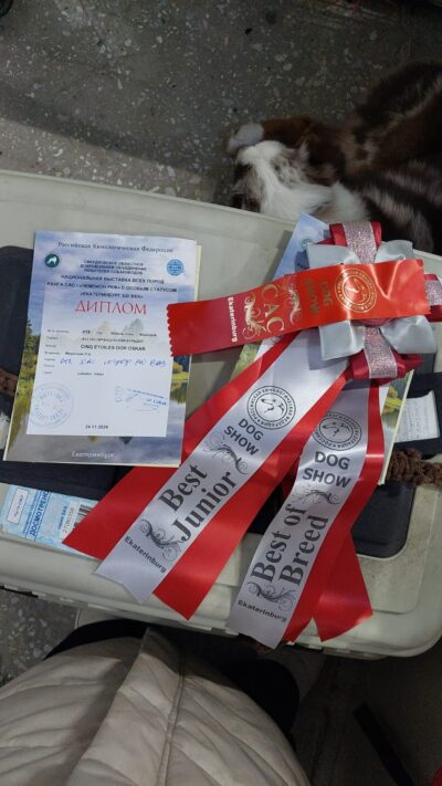Диплом выставки «Екатеринбург XXI век» и розетки Best Junior и Best of Breed