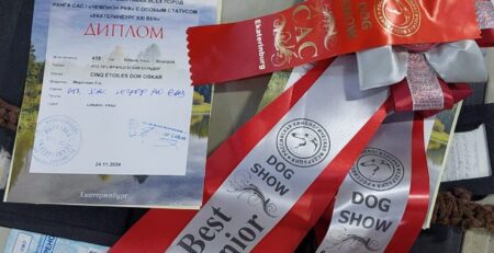 Диплом выставки «Екатеринбург XXI век» и розетки Best Junior и Best of Breed
