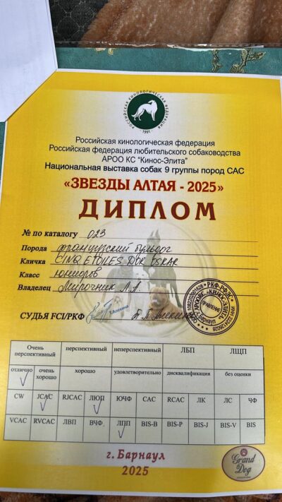 Диплом выставки «Звёзды Алтая-2025» ранга САС