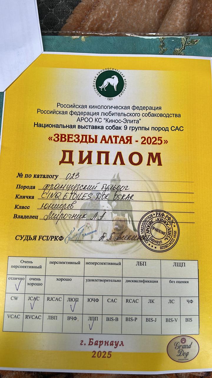 Диплом выставки «Звёзды Алтая-2025» ранга САС
