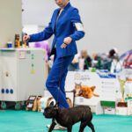 Тигровая сука французского бульдога CINQ ÉTOILES D'OR SHANEL идёт рысью по бирюзовому покрытию выставочного ринга рядом с хендлером в синем костюме