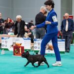 Тигровая сука французского бульдога CINQ ÉTOILES D'OR SHANEL бежит рысью по бирюзовому покрытию ринга рядом с хендлером, позади табличка с цифрой один