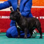 Тигровая сука французского бульдога CINQ ÉTOILES D'OR SHANEL стоит в выставочной стойке на бирюзовом покрытии ринга, хендлер придерживает её за голову, позади красно-оранжевый баннер выставки