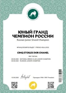 Диплом «Юный гранд чемпион России» — CINQ ÉTOILES D'OR SHANEL Диплом юного гранд чемпиона России на имя CINQ ÉTOILES D'OR SHANEL