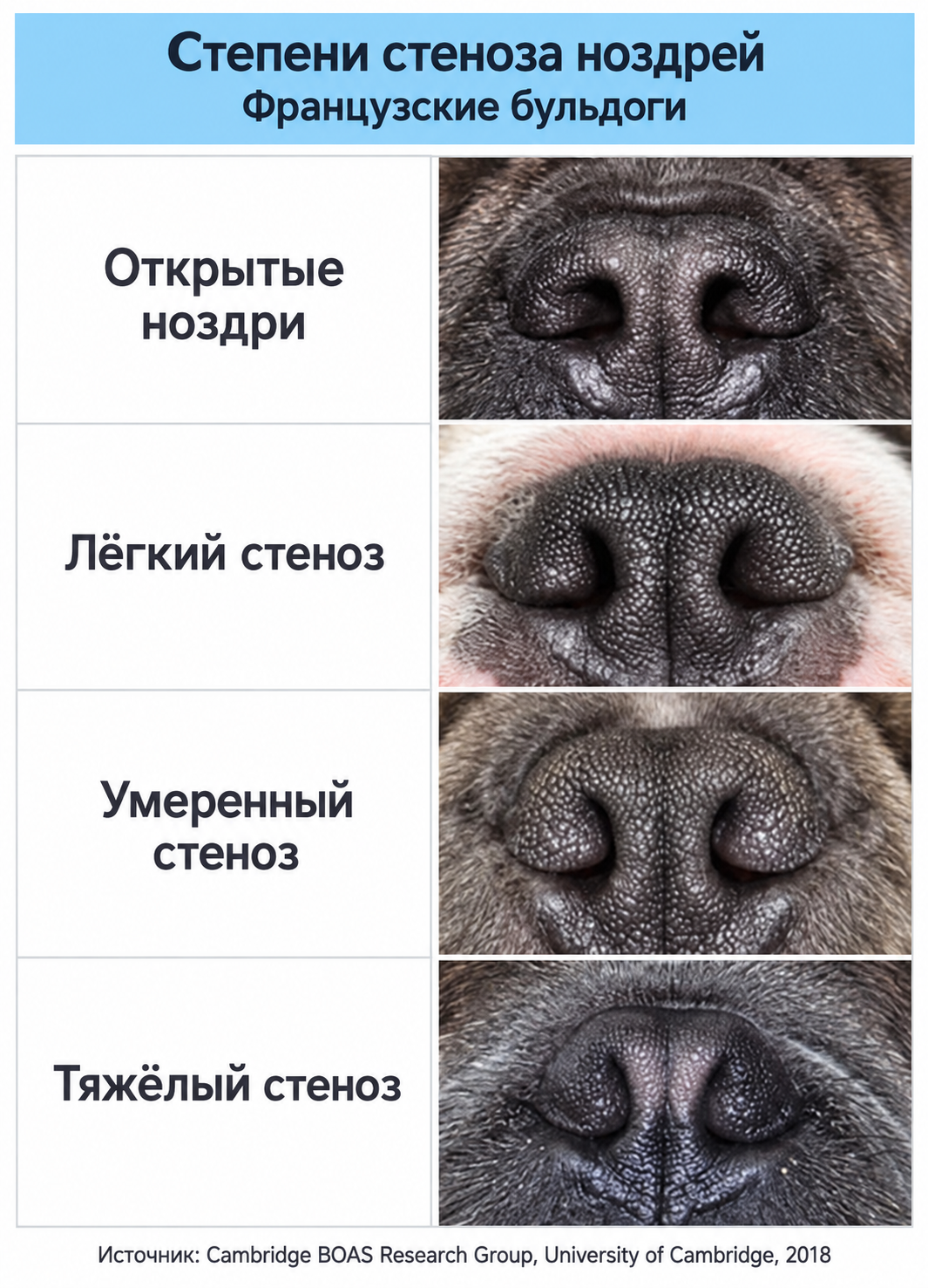 Сравнение ноздрей французских бульдогов: открытые ноздри, лёгкий, умеренный и тяжёлый стеноз