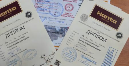 Два диплома и сертификат САС, полученные за один день