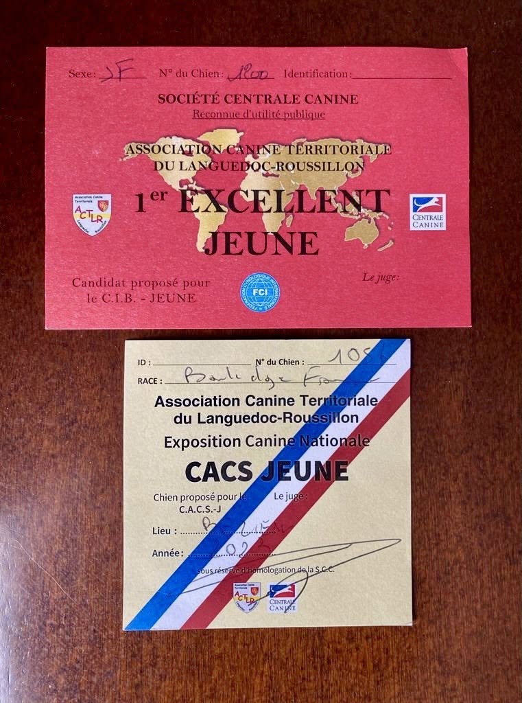 Красная карточка «1er Excellent Jeune» Французского кинологического общества и сертификат CACS JEUNE Территориальной кинологической ассоциации Лангедок-Руссильон, выданные французскому бульдогу Злате в Безье