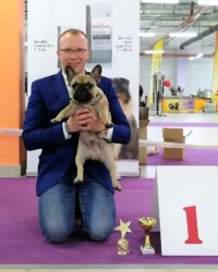 Французский бульдог MARTINI участвует в выставке, Москва, август 2019