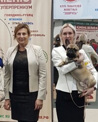 Французский бульдог MARTINI участвует в выставке, САС, Москва, ноябрь 2019