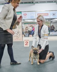 Французский бульдог MARTINI в день выставки, САС, Москва, ноябрь 2019